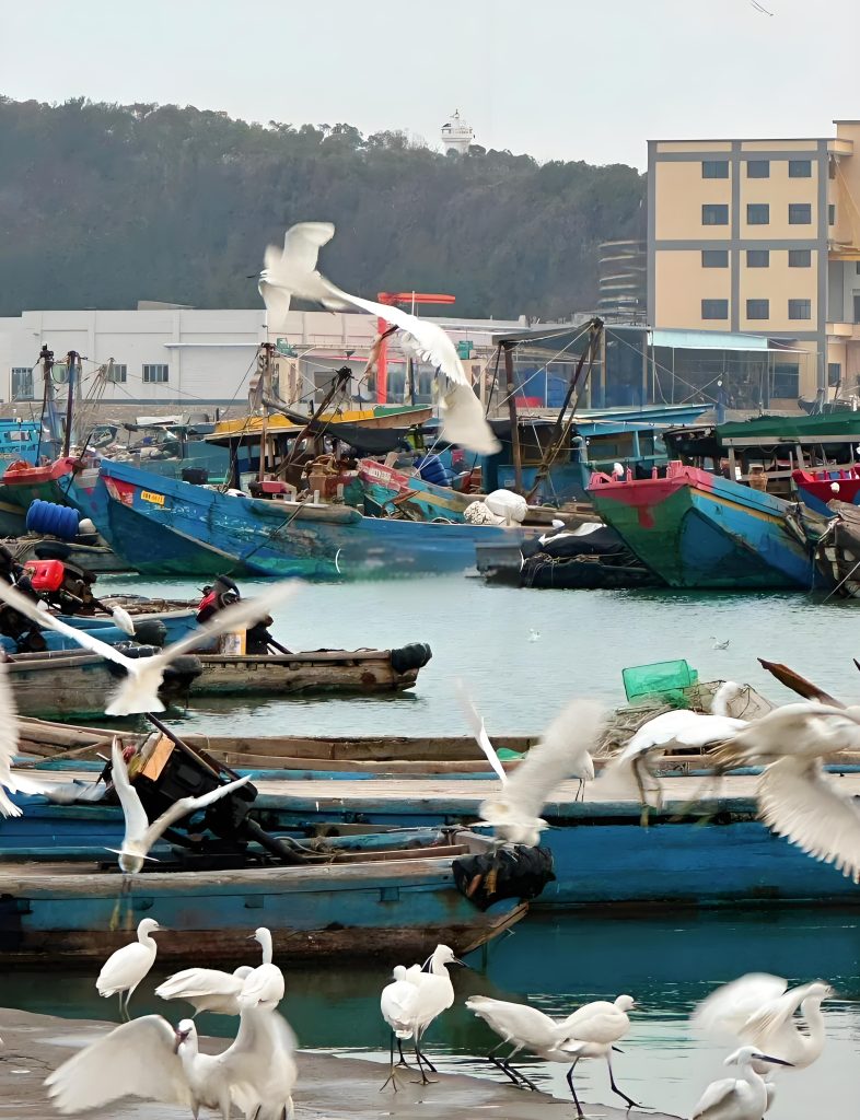 🌊东山岛2025玩法大公开：小众海岛的N种浪漫打开方式插图5